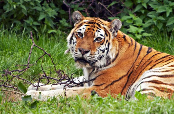 Суматранский тигр Стоковое Изображение