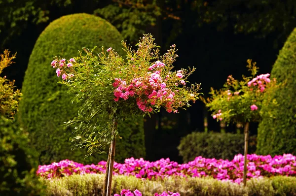 Французский сад — стоковое фото