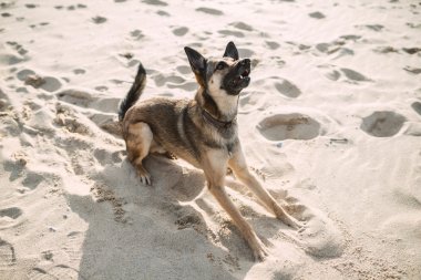 Plajda oynayan Alman çoban köpek