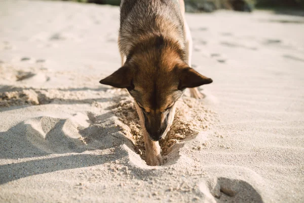 Mongrel dog digging in the sand