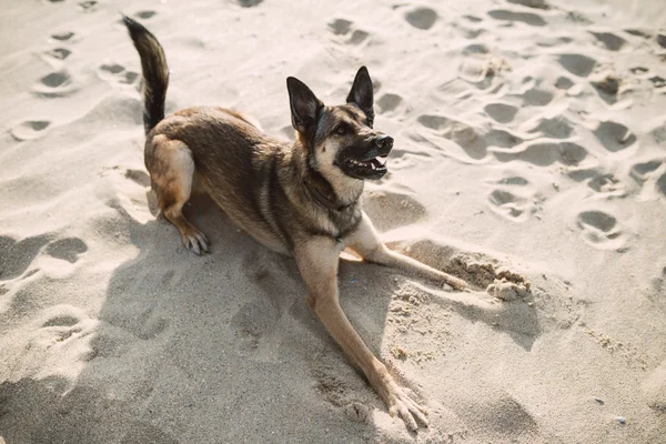 Tysken Fåraherde hund leker på stranden — Stockfoto