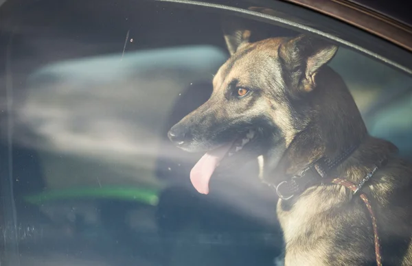 Tysken Fåraherde hund inuti en bil. — Stockfoto