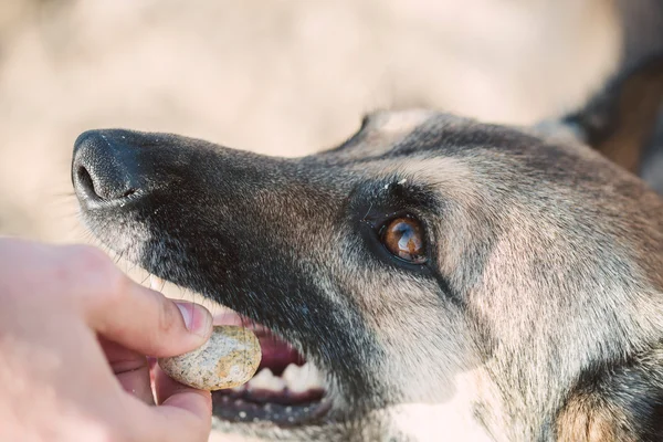 Tysken Fåraherde hund bita lite sten — Stockfoto