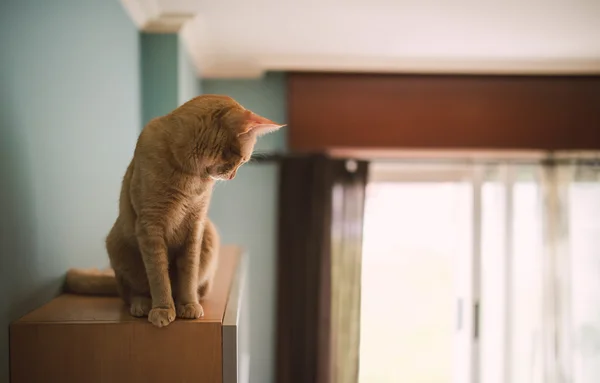 Gatto rossiccio sopra un mobile del salotto — Foto Stock