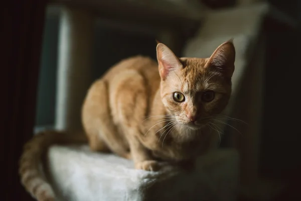 Retrato de Ginger Cat — Fotografia de Stock