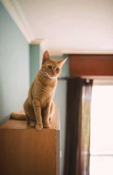 Ginger cat over a living room cabinet — Stock Photo, Image
