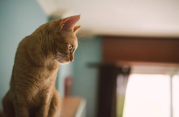 Perfil de un gato jengibre sobre un armario de la sala de estar — Foto de Stock