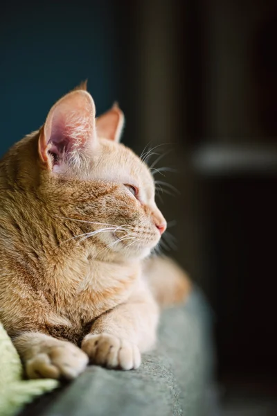 Perfil de um gato de gengibre — Fotografia de Stock