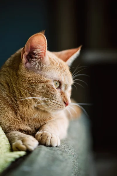 Perfil de un gato jengibre — Foto de Stock