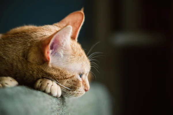 Profil av en orange katt vilar — Stockfoto