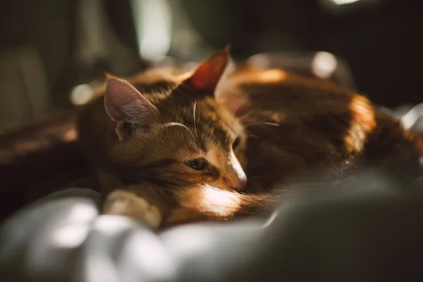 Gatto zenzero appoggiato sul letto — Foto Stock