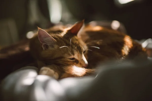 Vörös macska pihen az ágyon — Stock Fotó