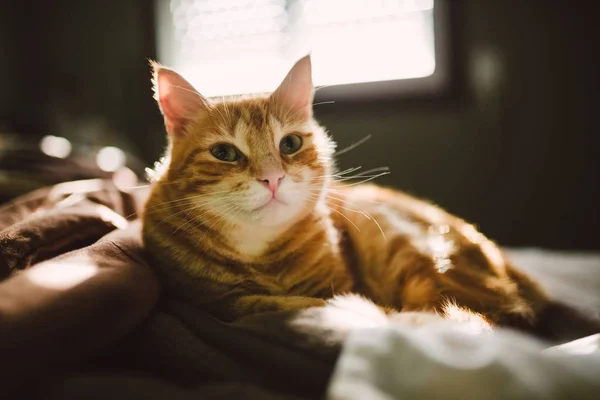 Gatto zenzero appoggiato sul letto — Foto Stock