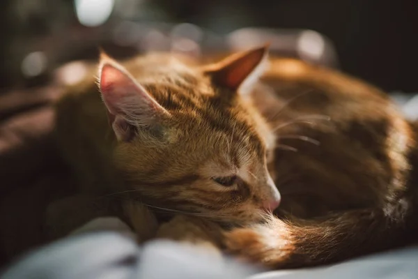 Ingefära katt vilar på sängen — Stockfoto
