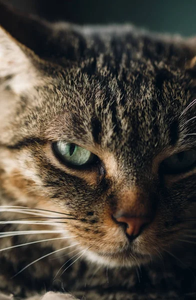 Retrato de gato Tabby — Fotografia de Stock