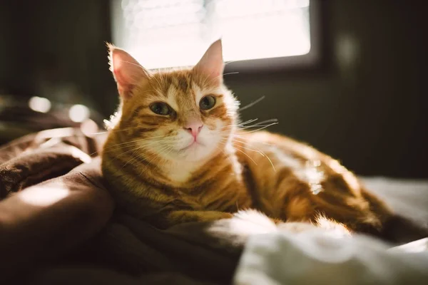 Ginger cat resting on the bed Stock Image