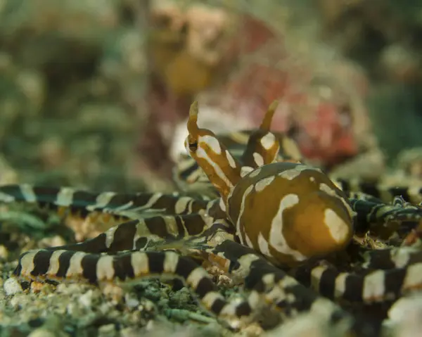 Wonderpus octopus on seabed — Stock Photo, Image