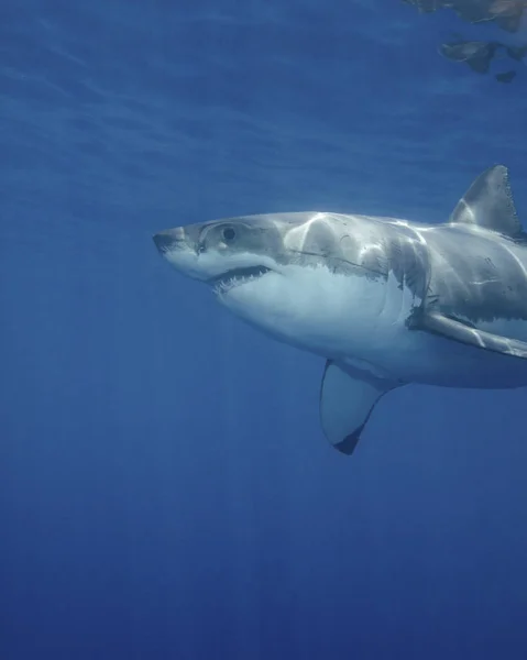Μεγάλος Λευκός καρχαρίας στο Νήσος Γουαδαλούπη — Φωτογραφία Αρχείου