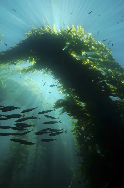 Sunrays shining through cathedral of kelp — Stock Photo, Image