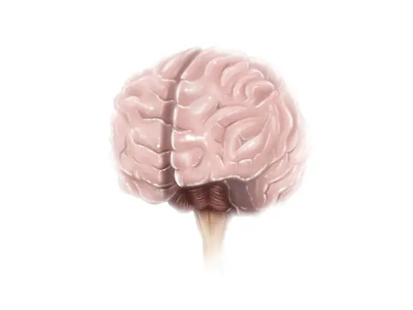 Анатомия поверхности мозга — стоковое фото