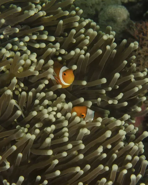 Pair of anemonefish in host anemone — Stock Photo, Image