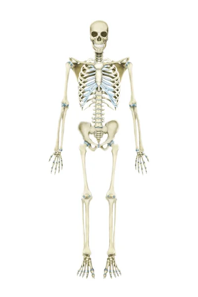 Ανθρώπινο σκελετικό σύστημα — Φωτογραφία Αρχείου