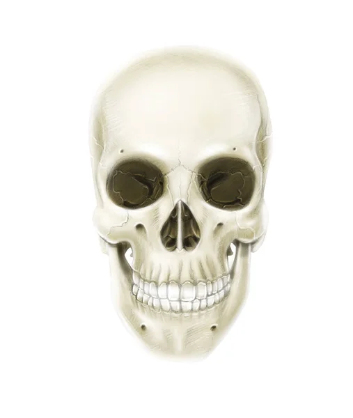 Vue antérieure du crâne humain — Photo