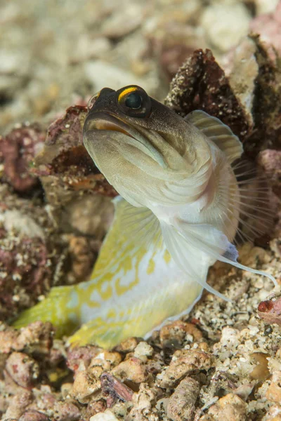 Gold-specs jawfish on reef — Stock Photo, Image