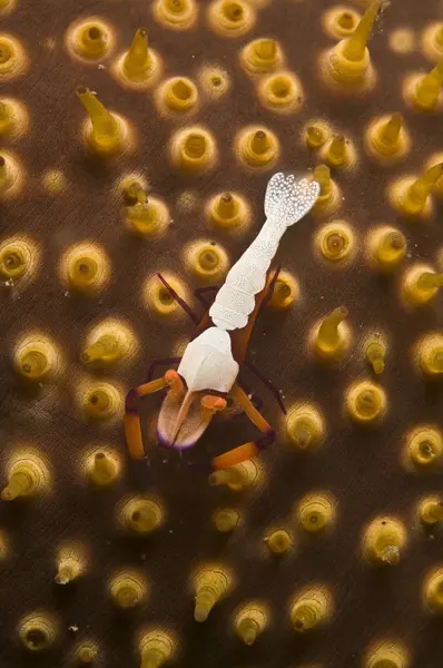 Camarones emperador sobre pepino de mar naranja — Foto de Stock