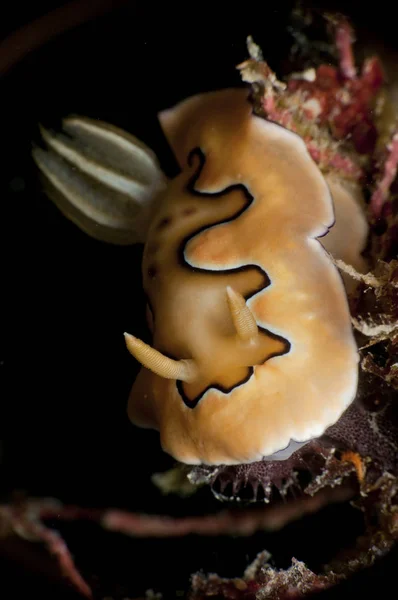 Chromodoris coi sea slug — Stock Photo, Image