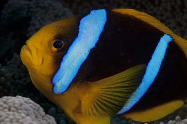 Помаранчева фінішна анемона рибка в анемоні хазяїна — стокове фото