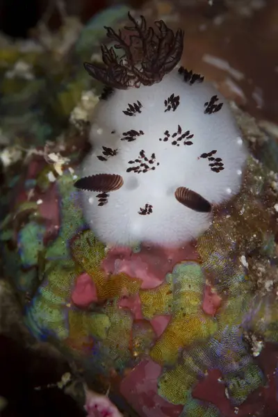 Ślimaki nagoskrzelne na rafy w Raja Ampat — Zdjęcie stockowe