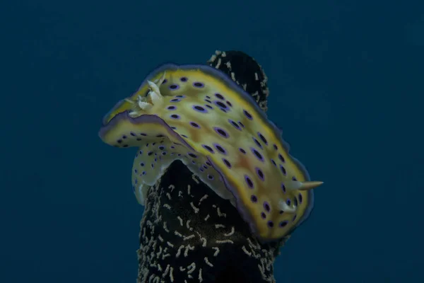 Chromodoris kuniei nudibranch — стокове фото