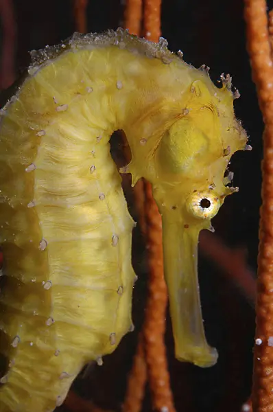 Yellow Seahorse closeup shot — Stock Photo, Image