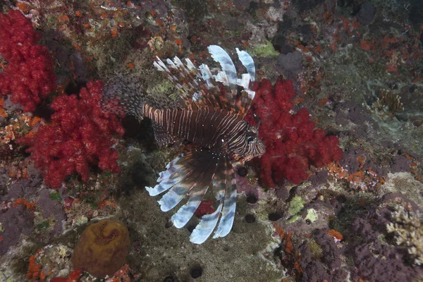 Gemeenschappelijke lionfish zwemmen op Beqa Lagoon — Stockfoto