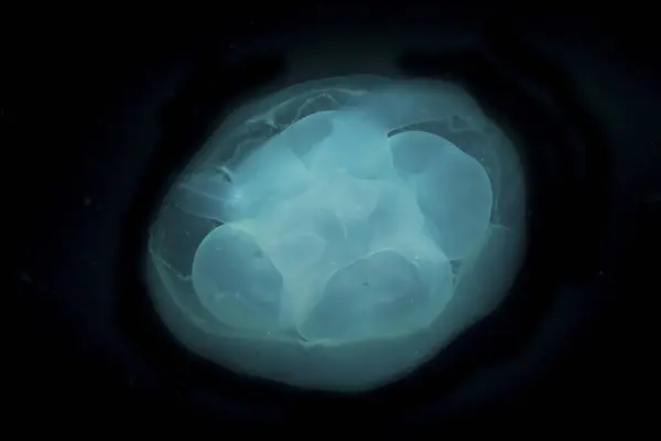 Bluish white transluscent jellyfish — Stock Photo, Image