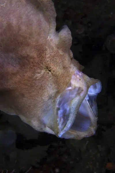 Bruin frogfish met geopende mond — Stockfoto