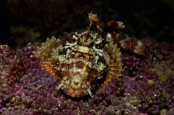Червона скорпіонна риба на фіолетовому коралі — стокове фото