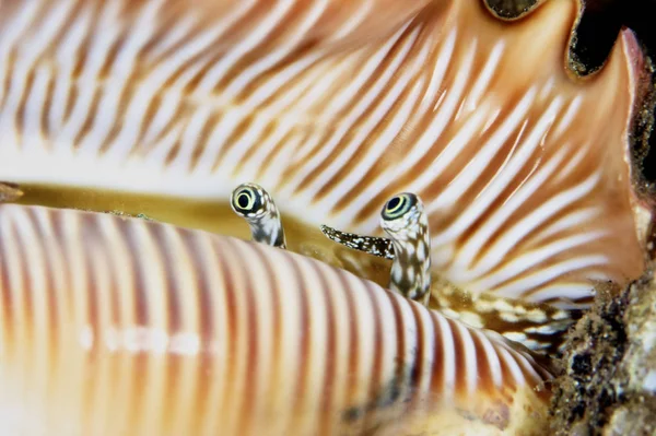 Kabuklu midye kabuğundan arıyorsunuz — Stok fotoğraf