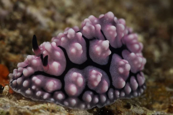 Nudibranch alimentando-se de algas — Fotografia de Stock