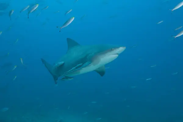 Bull shark at Bistro dive site — Stock Photo, Image