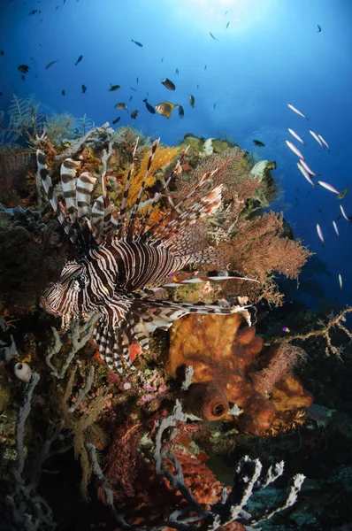 Lionfish op koraal rif — Stockfoto