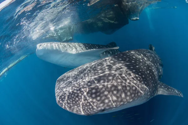 Tiburones ballena nadando cerca de la superficie —  Fotos de Stock