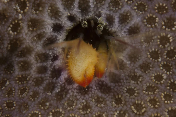 Caranguejo eremita que vive em pólipo de coral — Fotografia de Stock