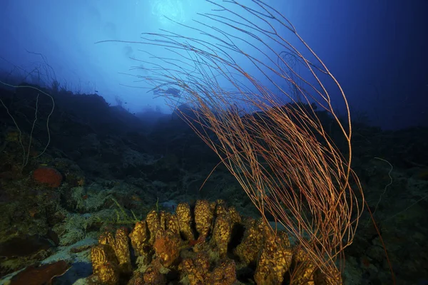 Esponjas de tubo amarillo y corales látigo — Foto de Stock