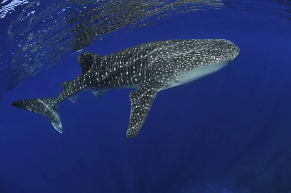 Balina köpekbalığı yüzeye yakın — Stok fotoğraf