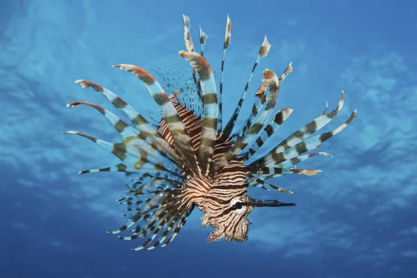 Lionfish visar giftiga spines — Stockfoto