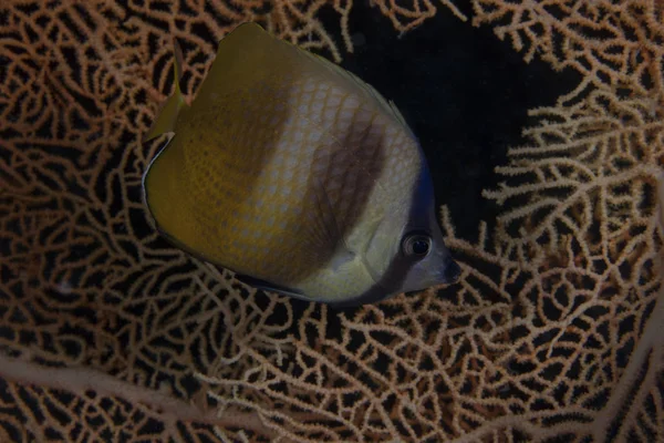 Klein fjärilsfisk över coral — Stockfoto