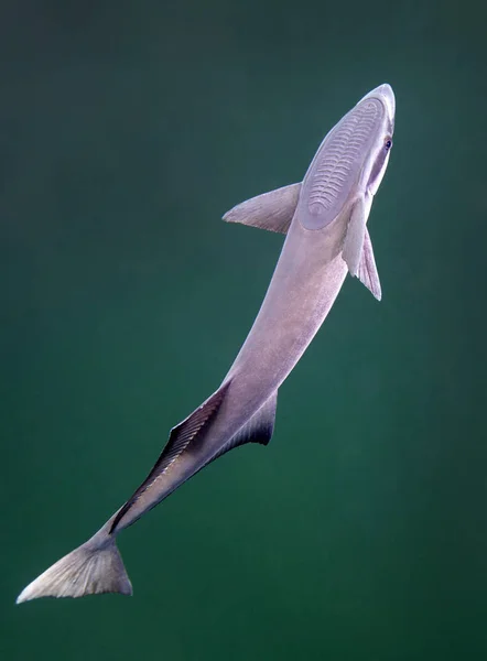 Keres állomás lovagolni Remora hal — Stock Fotó