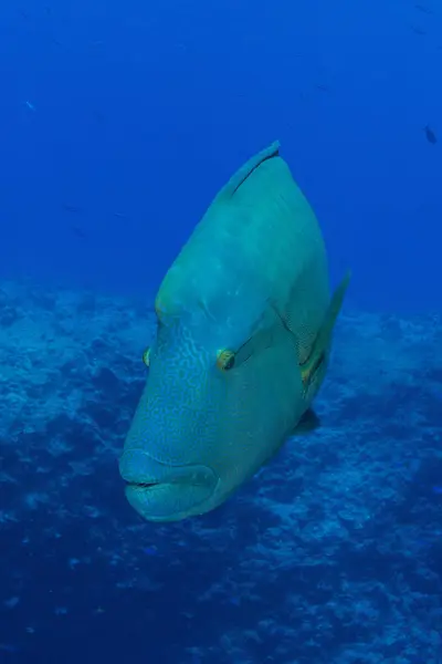 Duże Napoleon wrasse w niebieski woda — Zdjęcie stockowe